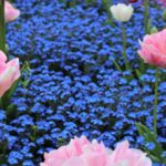 Aubrieta Hender Royal Blue