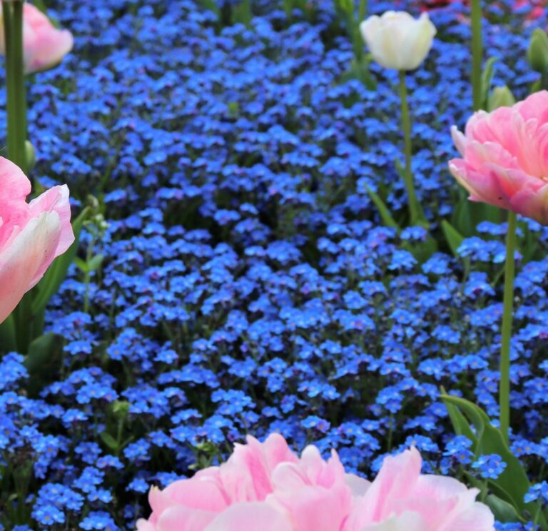 Aubrieta Hender Royal Blue