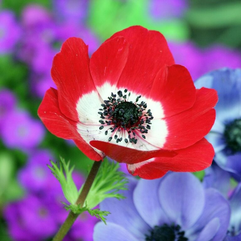 Anemone - Harmony Mix