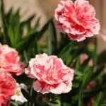 Dianthus - Pot Pince Mix
