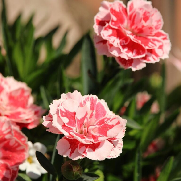Dianthus - Pot Pince Mix