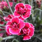 Dianthus - Pot Pince Mix - imagine 2