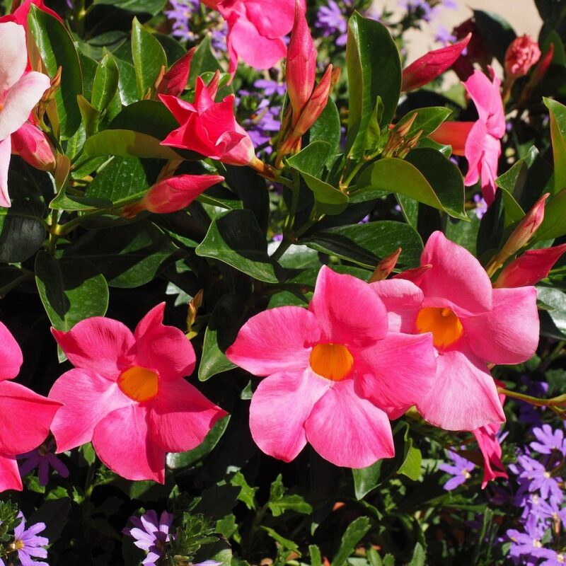 Dipladenia