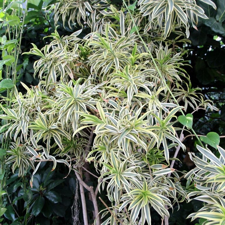 Planta Paianjen - Chlorophytum comosum