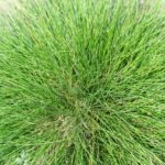 Festuca Glauca