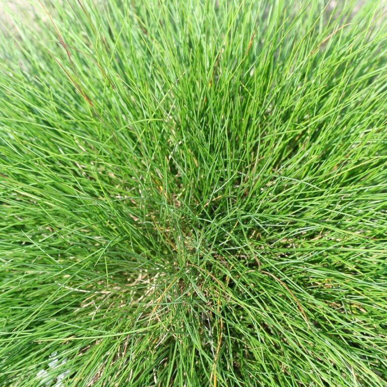 Festuca Glauca