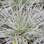 Festuca Glauca - imagine 2