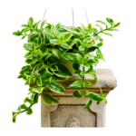 Mezoo - Dorotheanthus Bellidiformis