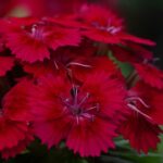 Dianthus Deltoides