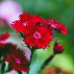 Dianthus Deltoides - imagine 2