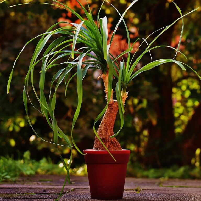 Piciorul Elefantului - Beaucarnea Recurvata