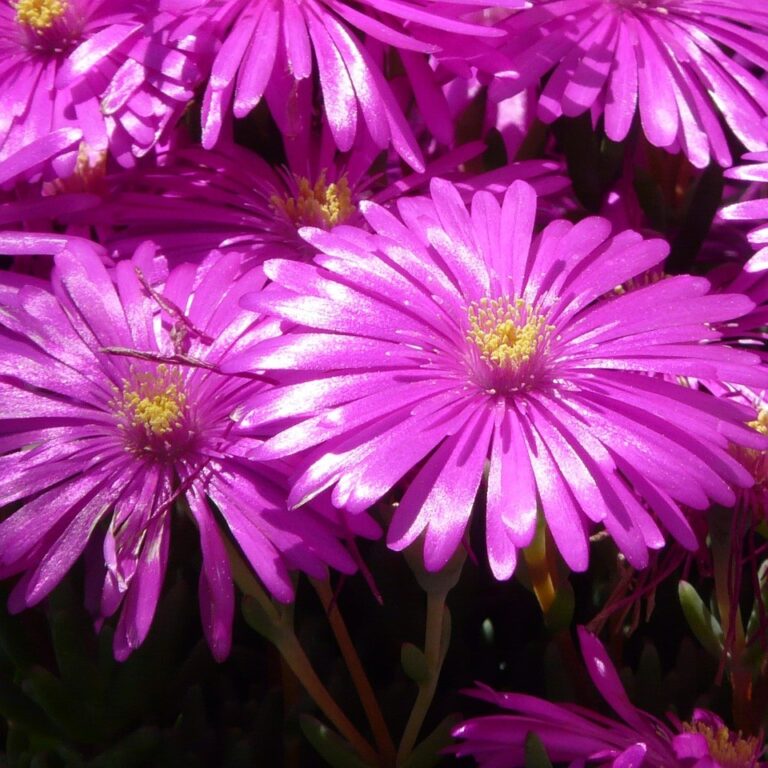 Delosperma Cooperi - Ice Plant
