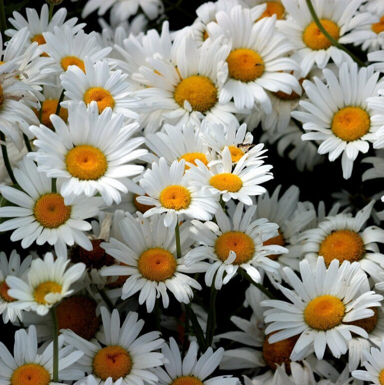 MARGARETE PERENE(LEUCANTHEMUM)