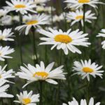 MARGARETE PERENE(LEUCANTHEMUM) 2