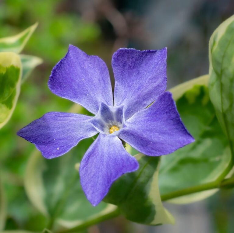 Imagine VINCA MAJOR VARIEGATA