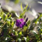 Imagine VINCA MAJOR VARIEGATA 2