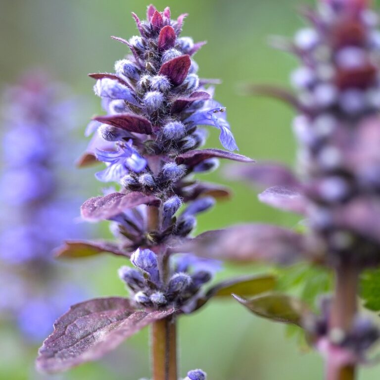 AJUGA REPTANS CHOCOLATE