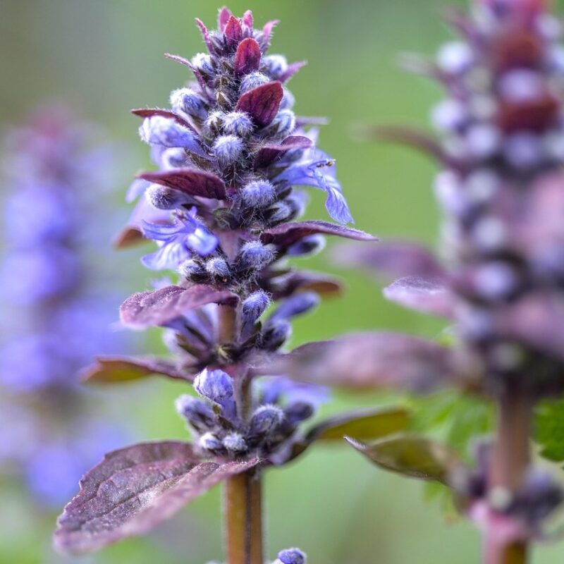 AJUGA REPTANS CHOCOLATE