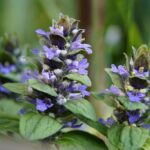 AJUGA REPTANS CHOCOLATE 2
