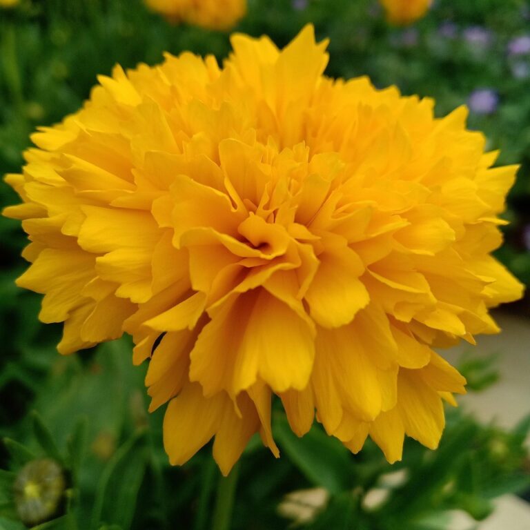 COREOPSIS GRANDIFLORA
