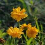 COREOPSIS GRANDIFLORA 2