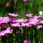 Dianthus Deltoides Roseum