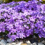 PHLOX SUBULATA “EMERALD CUSHION BLUE”