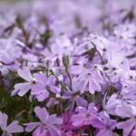 PHLOX SUBULATA “EMERALD CUSHION BLUE” 2