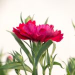 Dianthus Plumarius - imagine 2