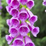 Digitalis Purpurea - Foxglove