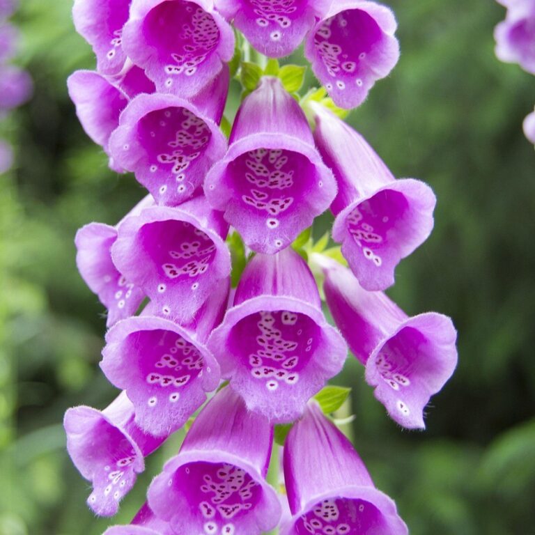 Digitalis Purpurea - Foxglove