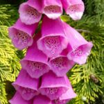 Digitalis Purpurea - Foxglove - imagine 2