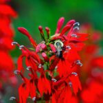 Lobelia Fulgens Red