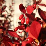 BERBERIS THUNBERGII “ORANGE ROCKET” 2