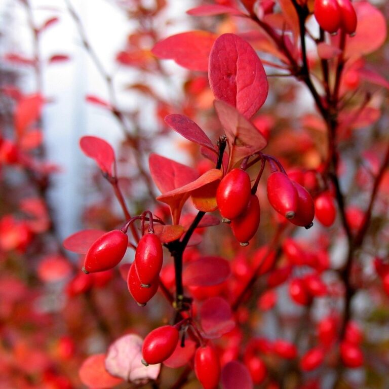 Berberis Thunbergii - Orange Rocket