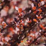 Berberis - Thunderbird Vulcano