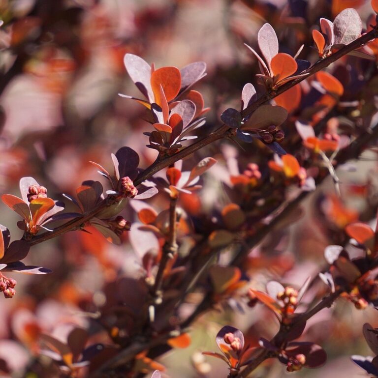 Berberis - Thunderbird Vulcano