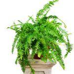 Feriga De Camera - Nephrolepis Exaltata