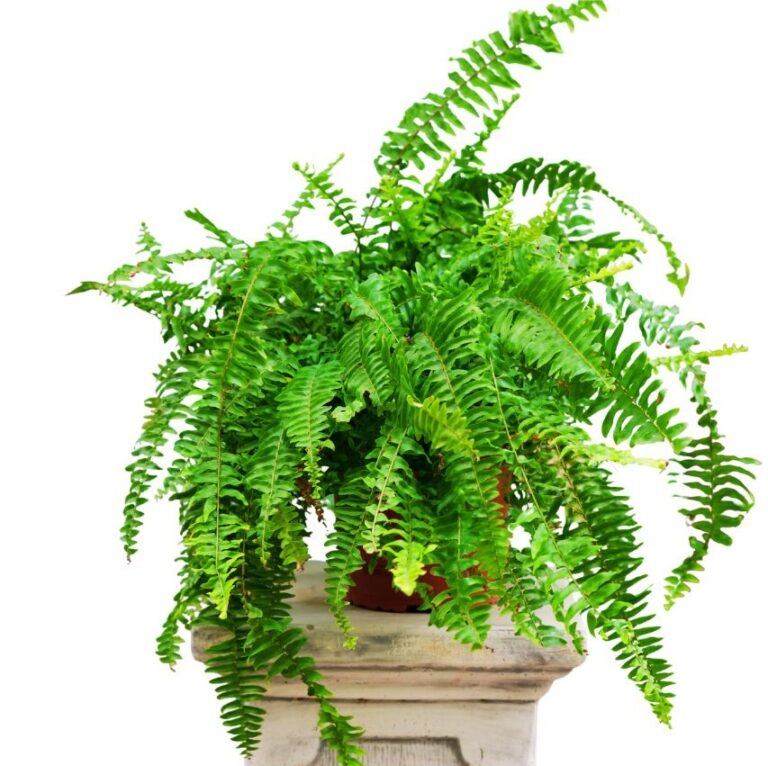 Feriga De Camera - Nephrolepis Exaltata