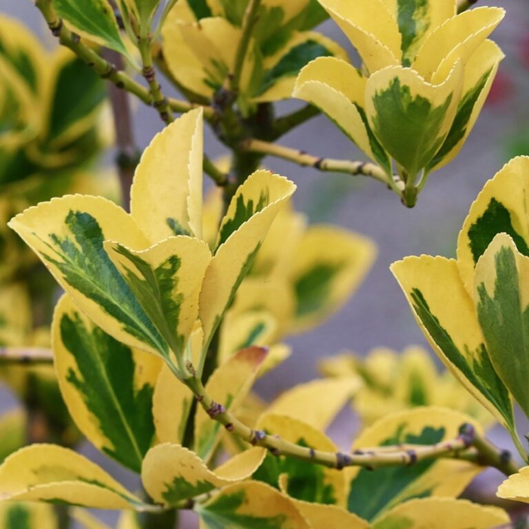 Euonymus Emerald Gold