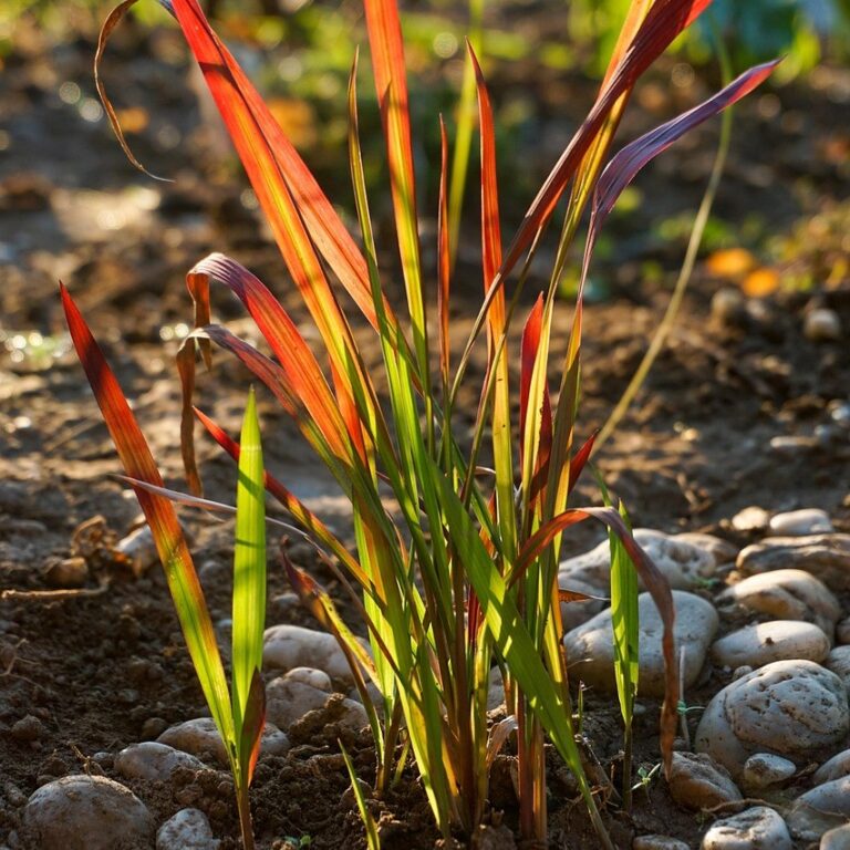 Imperata cylindrica - Red Baron