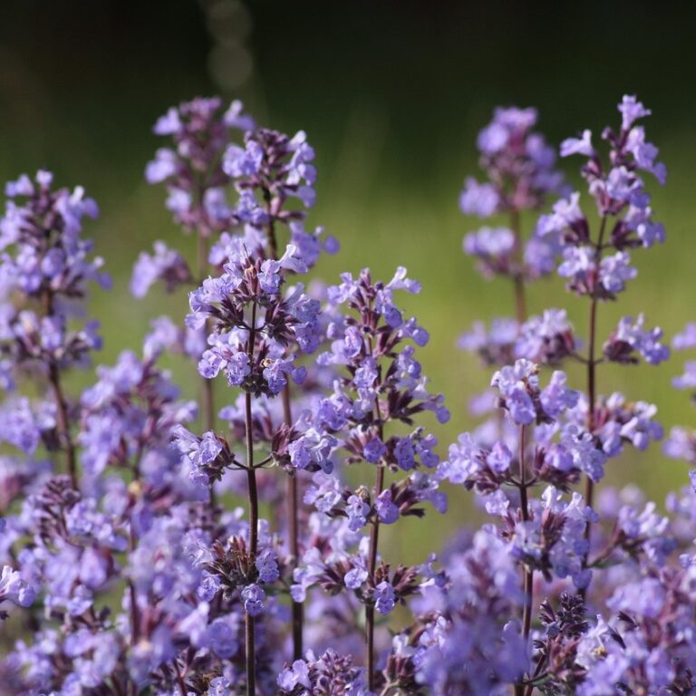 Menta pisicii - Nepeta Cataria