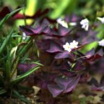 Oxalis triangularis - Trifoi Rosu