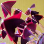 OXALIS TRIANGULARIS 2