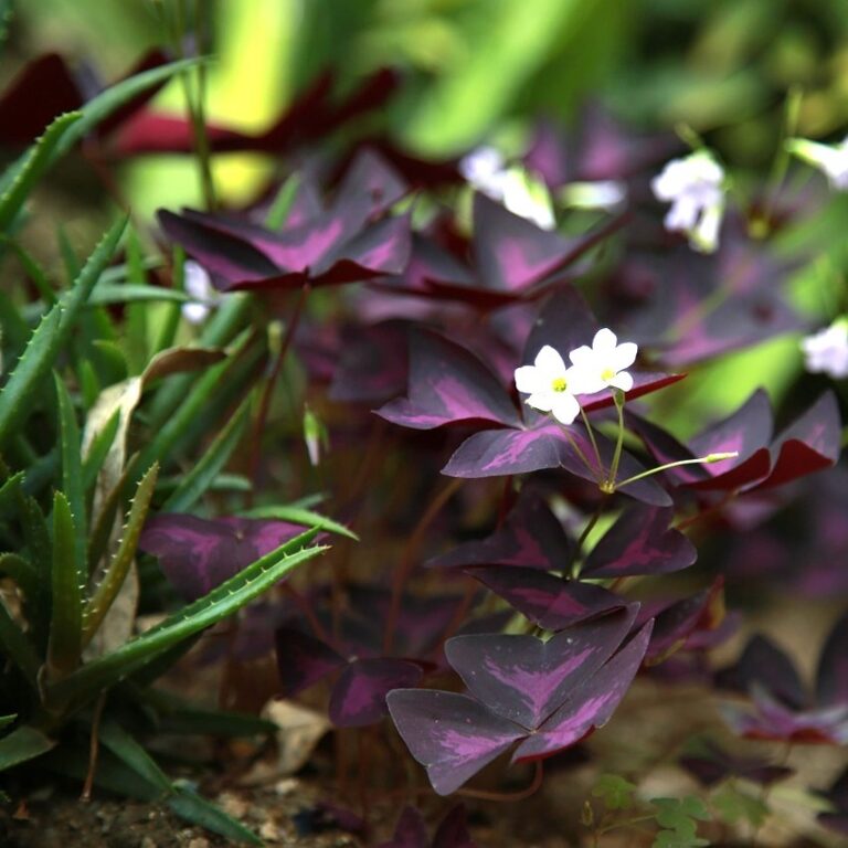Oxalis triangularis - Trifoi Rosu