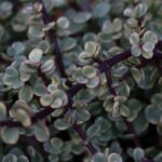 Portulacaria