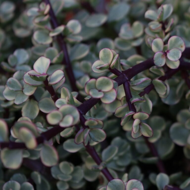 Portulacaria
