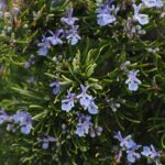 Rozmarin - Rosmarinus Officinallis