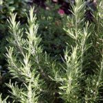 ROZMARIN (ROSMARINUS OFFICINALIS)