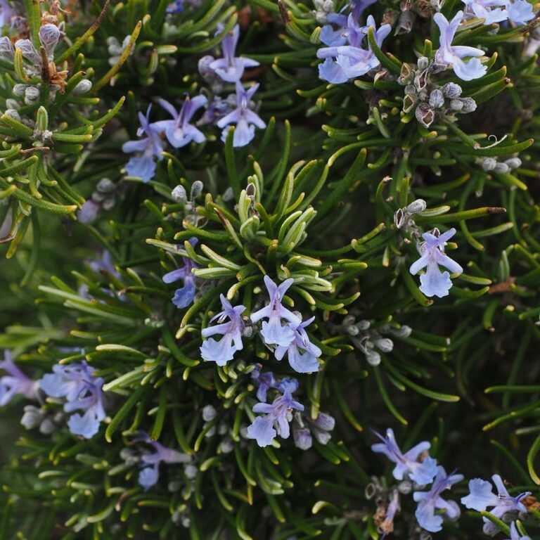 Rozmarin - Rosmarinus Officinallis